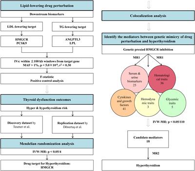 Genetic insights into repurposing statins for hyperthyroidism prevention: a drug-target Mendelian randomization study